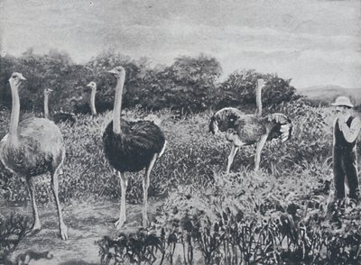 Ostriches by Unbekannt