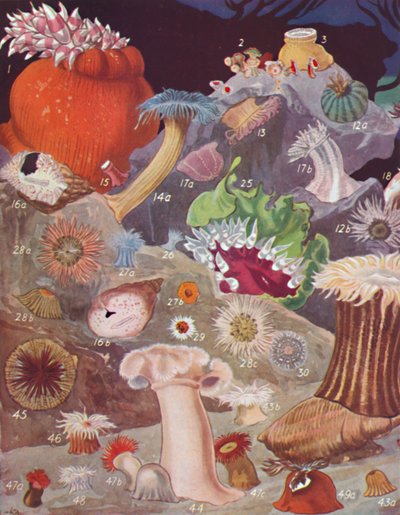 Over Fifty Varieties of Sea Anemones by Unbekannt