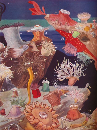 Over Fifty Varieties of Sea Anemones, 1935 by Unbekannt