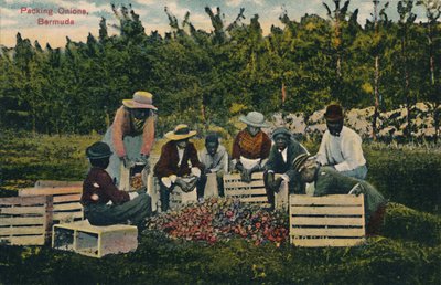 Packing Onions, Bermuda, Early 20th Century by Unbekannt