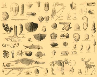 Palaeontology by Unbekannt