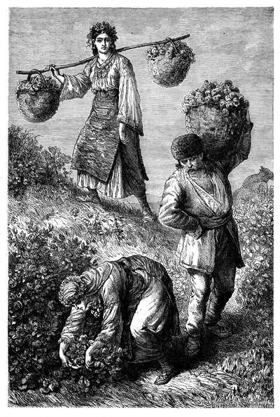 Peasants gathering roses in Roumelia, c1890 by Unbekannt