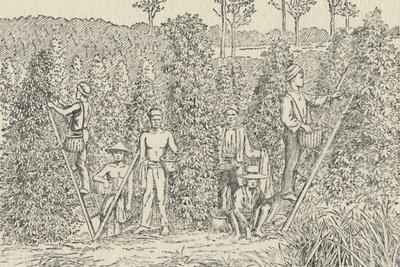 Pepper Plantation by Unbekannt