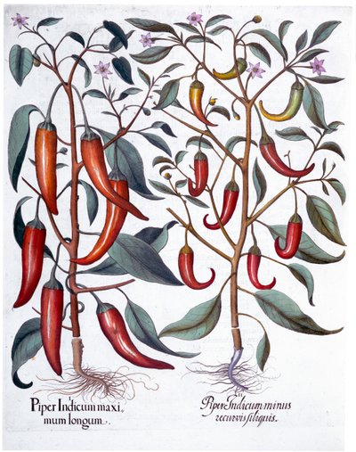 Peppers by Unbekannt