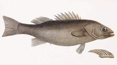 Elongated Perch (close up) by Unbekannt