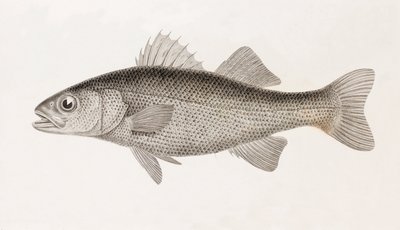 Perch Sinueuse, Close-Up by Unbekannt
