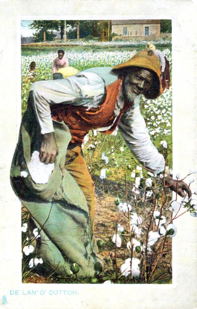 Picking Cotton, USA, Postcard, c1900 by Unbekannt