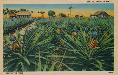 Pine-Apple Field, Habana, c1910 by Unbekannt