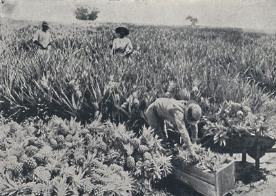 Pineapple Field, Queensland by Unbekannt