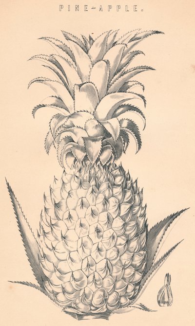 Pine-Apple, 19th Century by Unbekannt