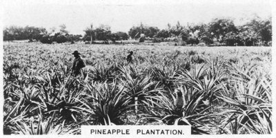 Pineapple Plantation, Australia, 1928 by Unbekannt