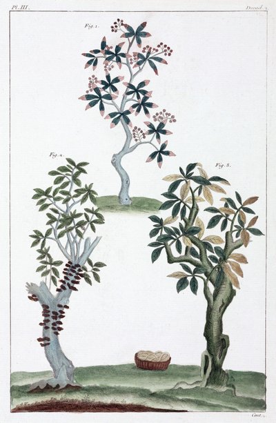Medicinal plants, China by Unbekannt
