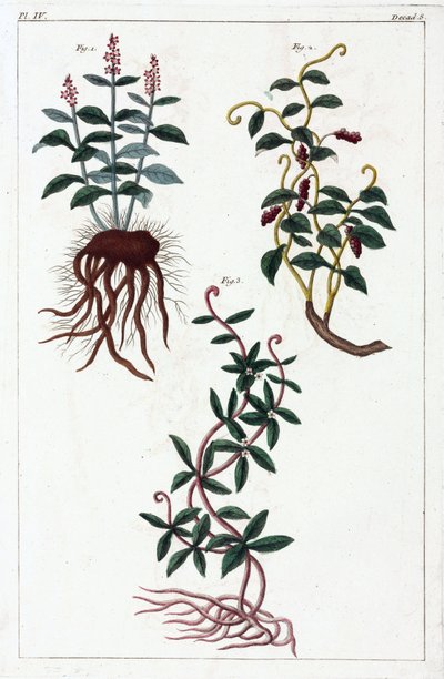Medicinal plants, China by Unbekannt