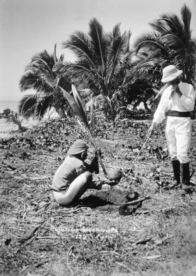Planting Coconuts, Solomon Island, Fiji by Unbekannt