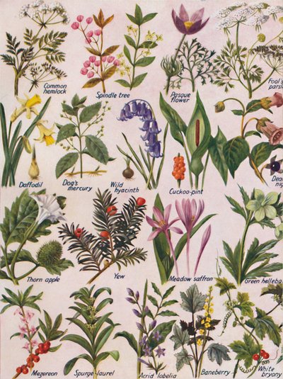 Poisonous Plants Found in the British Isles by Unbekannt