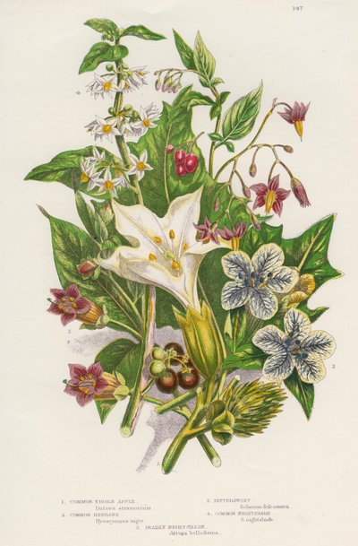 Poisonous Plants by Unbekannt