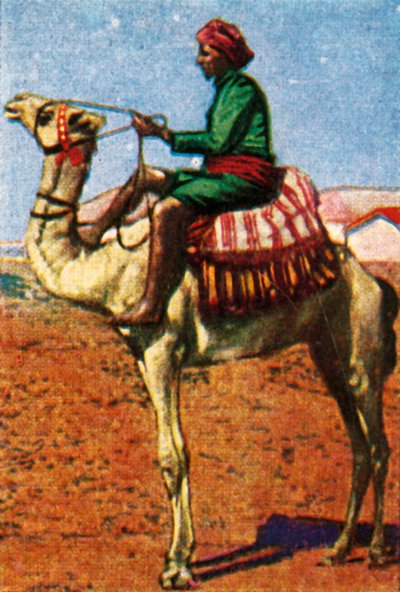 Post Delivered by Camel, Arabia by Unbekannt