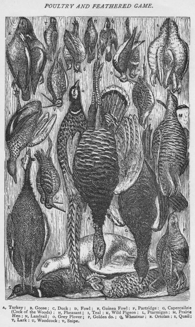 Poultry and Feathered Game, 1907 by Unbekannt