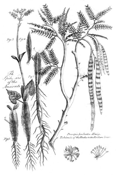 Prosopis Aculeata, 1799 by Unbekannt