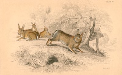 Rabbit Oryctolagus cuniculus by Unbekannt