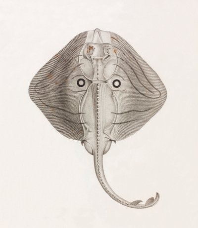Banded Ray by Unbekannt