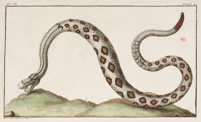 Rattlesnake by Unbekannt
