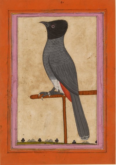 Red-vented Bulbul, early 19th century by Unbekannt
