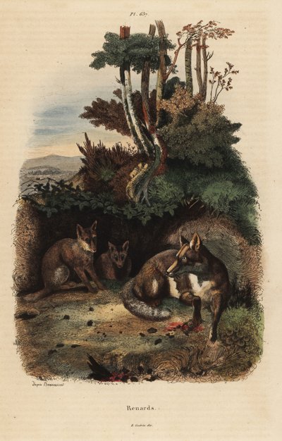 Red Foxes Outside a Den by Unbekannt