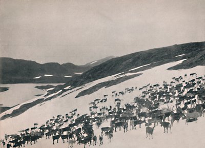 Reindeer on the Mountains, 1914 by Unbekannt