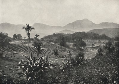Terraced Rice Fields, 1926 by Unbekannt