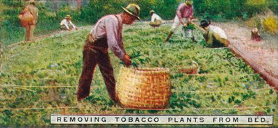 Removing Tobacco Plants from Bed by Unbekannt