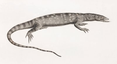 Reptiles: Ouaran of Forskal by Unbekannt
