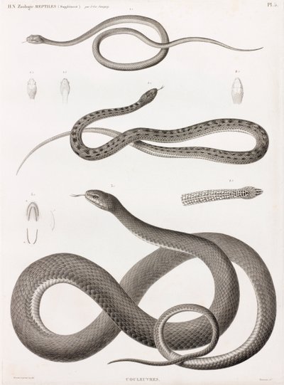 Reptiles: Series of Illustrations of Snakes by Unbekannt