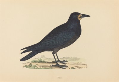 Rook by Unbekannt