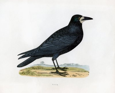 Rook by Unbekannt