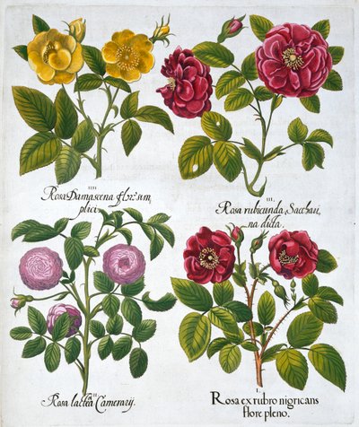 Roses by Unbekannt