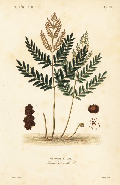 Royal fern, Osmunda regalis by Unbekannt