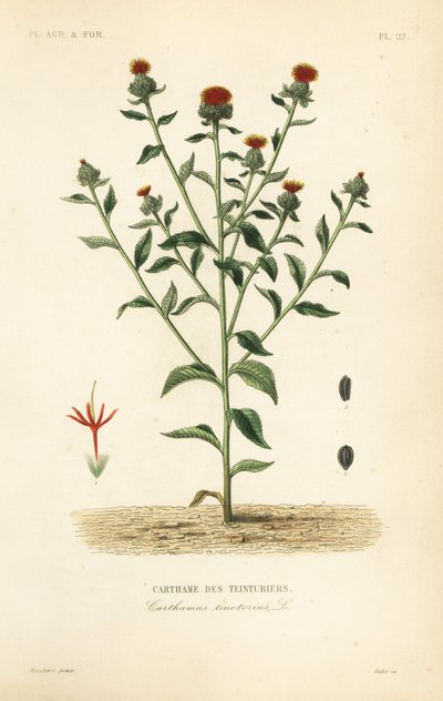 Safflower, Carthamus tinctorius by Unbekannt
