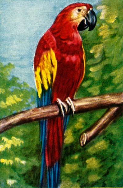 Scarlet Macaw, c1928 by Unbekannt