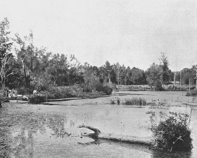 Scene in Mississippi, USA, c1900 by Unbekannt