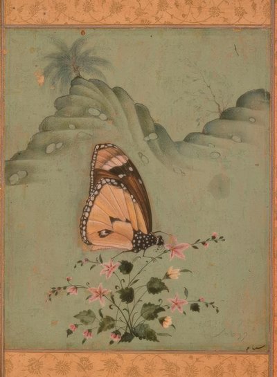 Butterfly / Indian Miniature / 17th Century by Unbekannt
