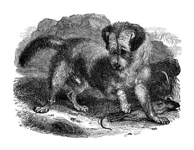Scottish Terrier by Unbekannt