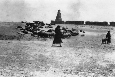 Sheep Grazing Outside Samarra, Mesopotamia, 1918 by Unbekannt