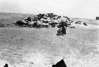 Sheep Grazing Outside Samarra, Mesopotamia by Unbekannt