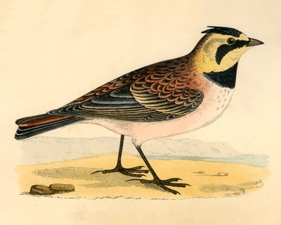 Shore Lark, late 19th century by Unbekannt