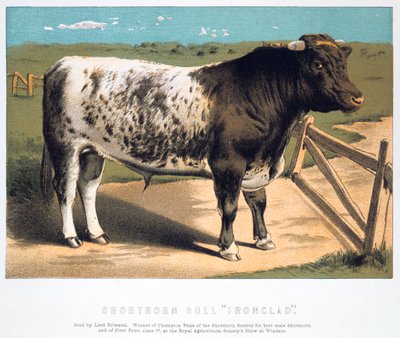 Shorthorn Bull Ironclad, 1875 by Unbekannt