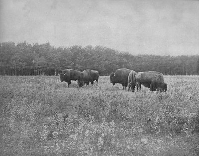 Silver Heights, Winnipeg, c1897 by Unbekannt