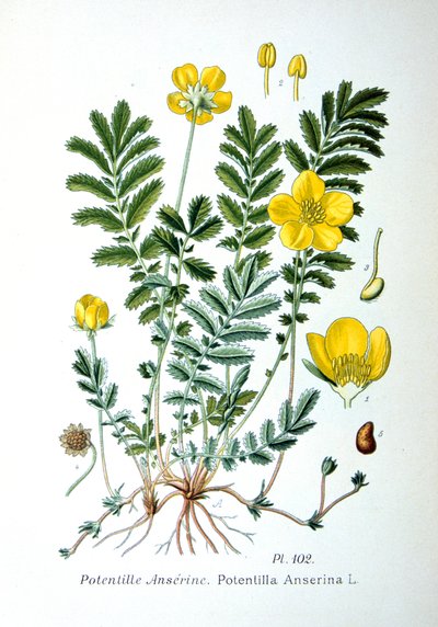 Silverweed by Unbekannt