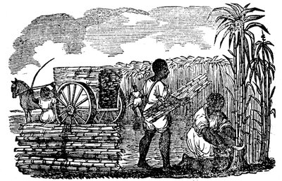 Slaves harvesting sugar cane in Louisiana, 1833 by Unbekannt