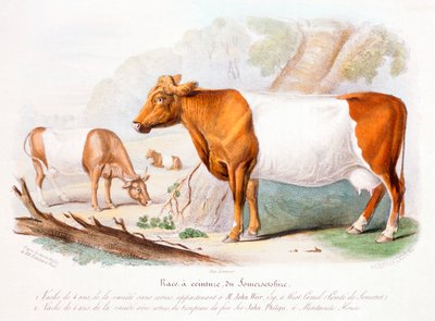 Somerset Cows, 1842 by Unbekannt